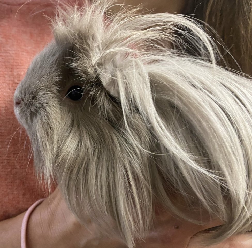 2 Meerschweinchen Weibchen abzugeben  - Nagetiere - Zürich