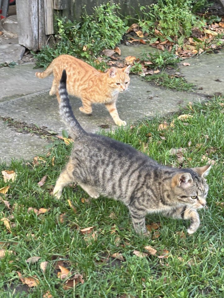 Freilaufende Maikatzen abzugeben - Katzen - Emsdetten