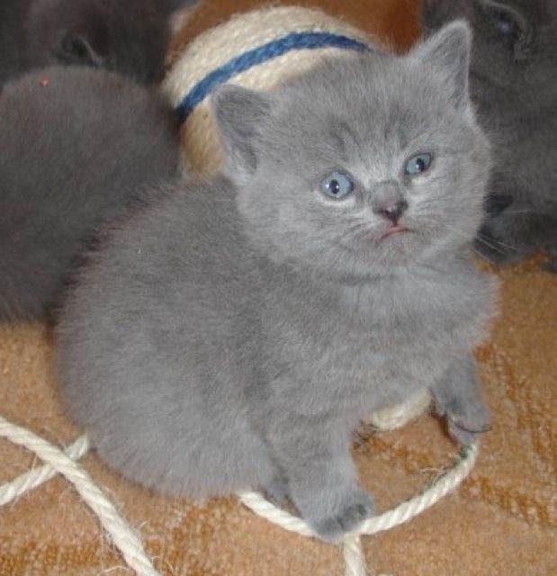 Supersüsse Kartäuserbabys - Katzen - Schwemsal