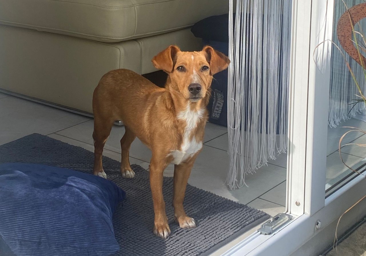 Brunhilde  bereit für ein neues Kapitel voller Liebe - Hunde - Reckinghausen