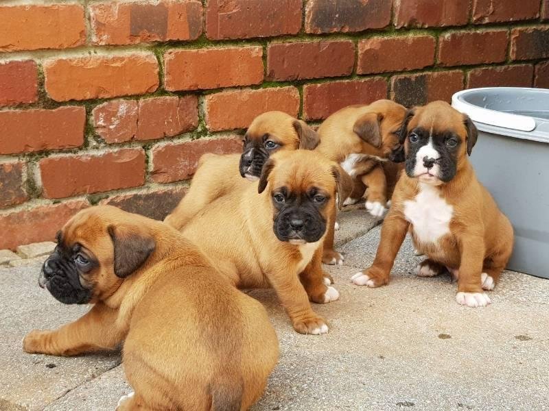 Boxerwelpen aus Hobbyzucht m.Papieren u.EU- Heimtierausweis. *T & W: 0178 749977 - Hunde - Stuttgart