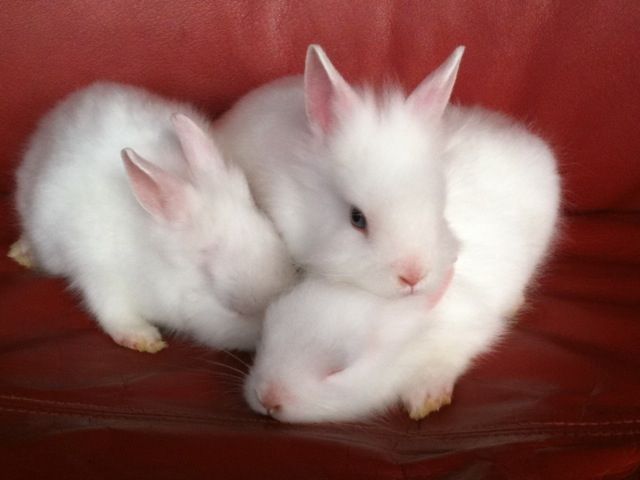 Süße Löwenköpfchen Satin mit blauen Augen suchen - Hasen Kaninchen - Osnabrück