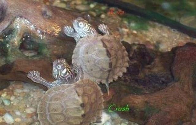 2 Höckerschildkröten zu vergeben...  - Terrarien - Klosterdorf, Brandenburg (nähe Strausberg)
