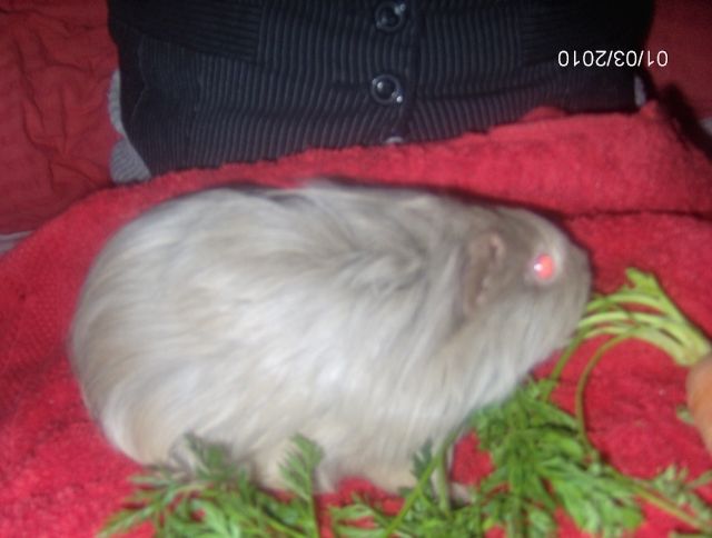 Meerschweinchen weiblich ca 2 Monate - Meerschweinchen - Berlin Spndau