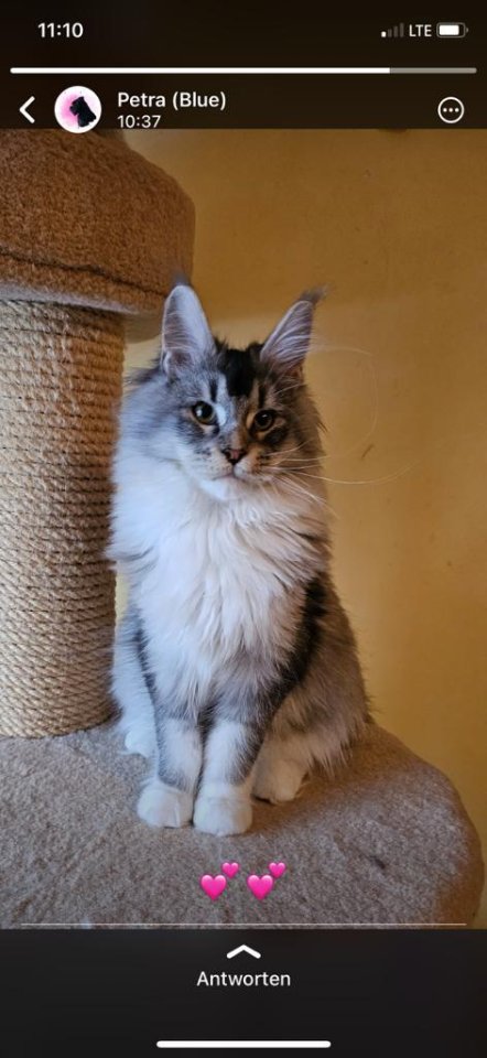 Zauberhafter Maine Coon Bub - Katzen - Attendorn