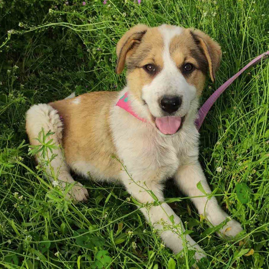Angela / Status: sucht ein Zuhause - Hunde - Krefeld