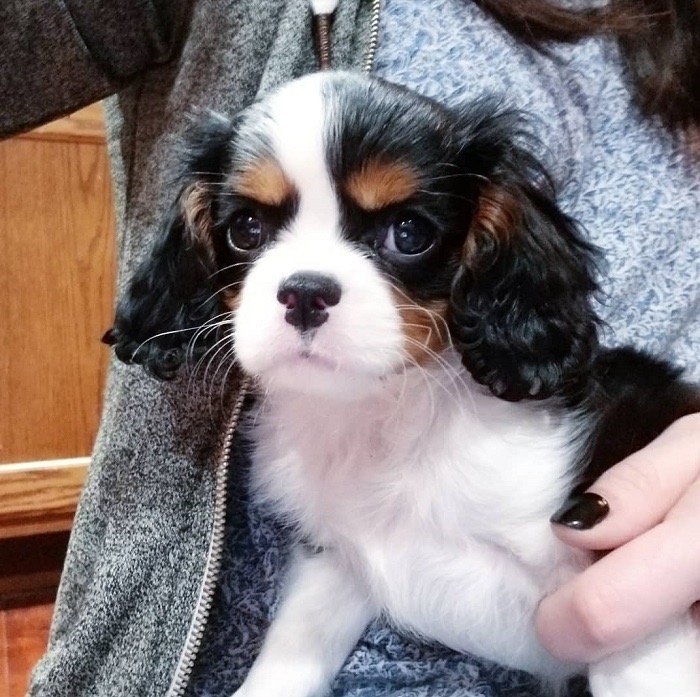 Cavalier King Charles Spaniel Welpen Blenheim & tricolor - Hunde - Dorsten