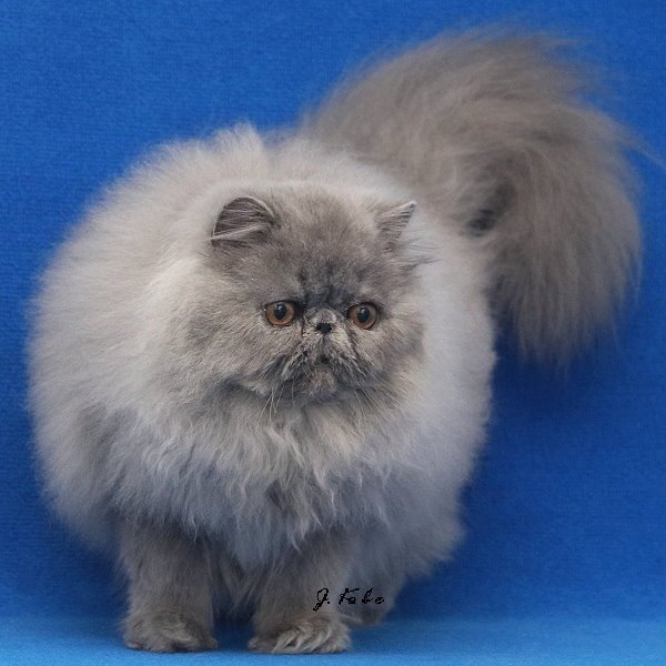 Perser in cream und blue - Katzen - Erfurt