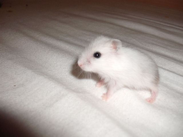 Dsungarische Zwerghamster - Hamster - Nürnberg