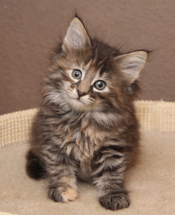 Norwegische Waldkatzen Babys ... kleine Herzensdiebe suchen neues Jagdrevier! - Katzen - Kerken