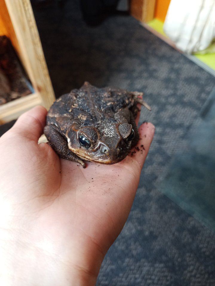 Aga-Kröten Pärchen - Amphibien - Bad Freienwalde 