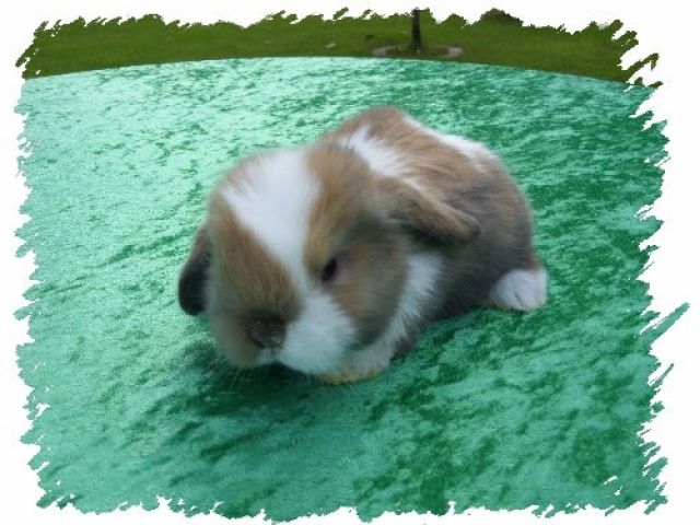 Reinrassige und handzahme NHD Babys - Hasen Kaninchen - Strausberg