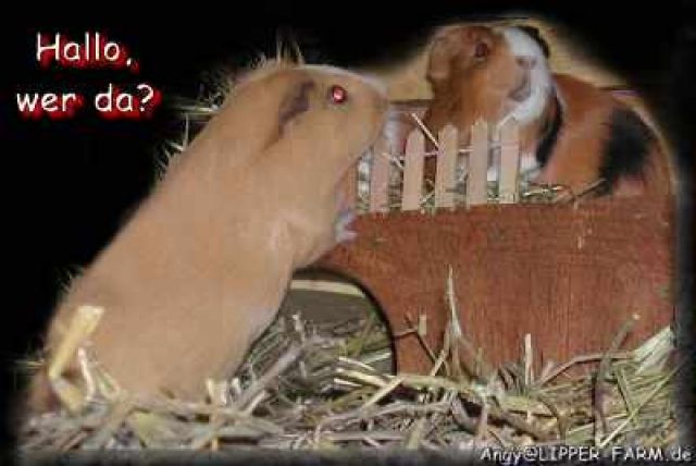 Meerschwein Baby-Nachwuchs (Alpaka, Peruaner, Merino und Cornet Meerschweinchen - Meerschweinchen - Lage-Leopoldshöhe