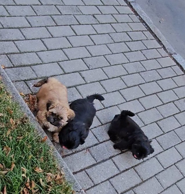 Shih Tzu  Welpen Rüden - Hunde - Kamenz