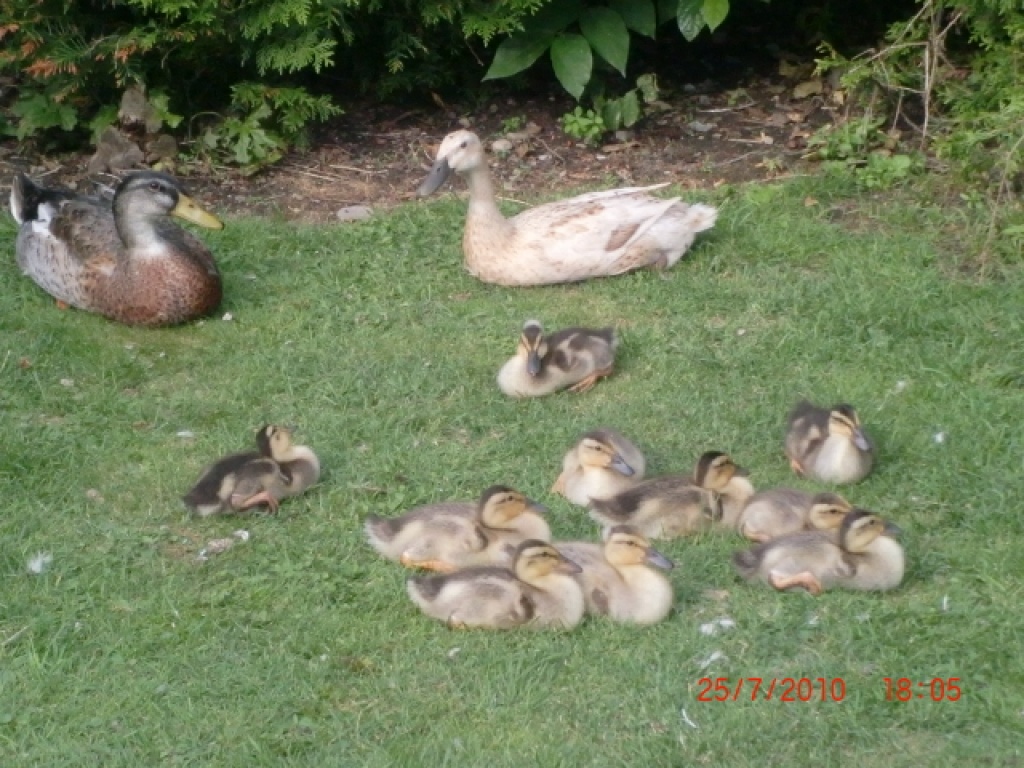 Laufenten abzugeben!!! - Nutztiere - Egg an der Günz