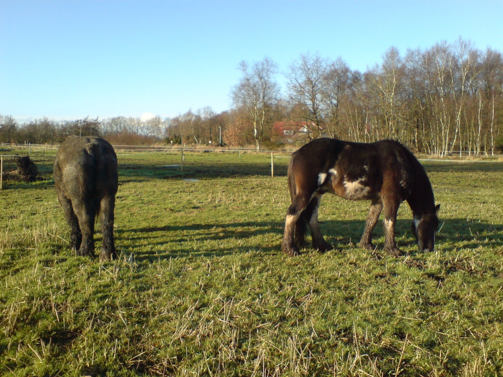 Biete Reitbeteiligung/Pflegepferd *Shire Horse & Belgier* - Pferde - Wiesmoor