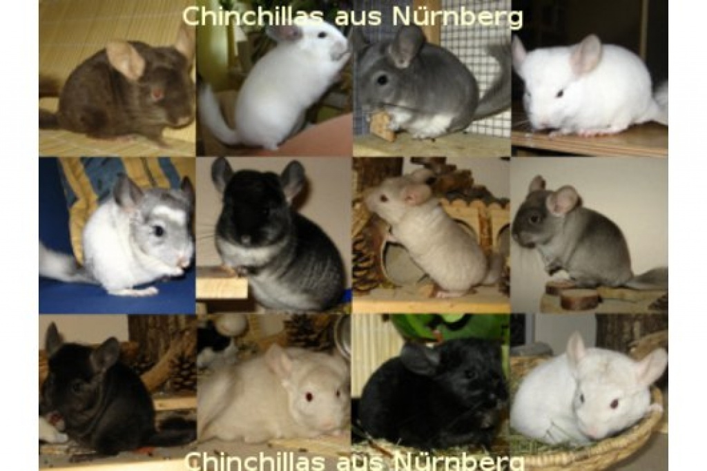 Chinchilla Jungtiere und Babys - Nagetiere - Nürnberg