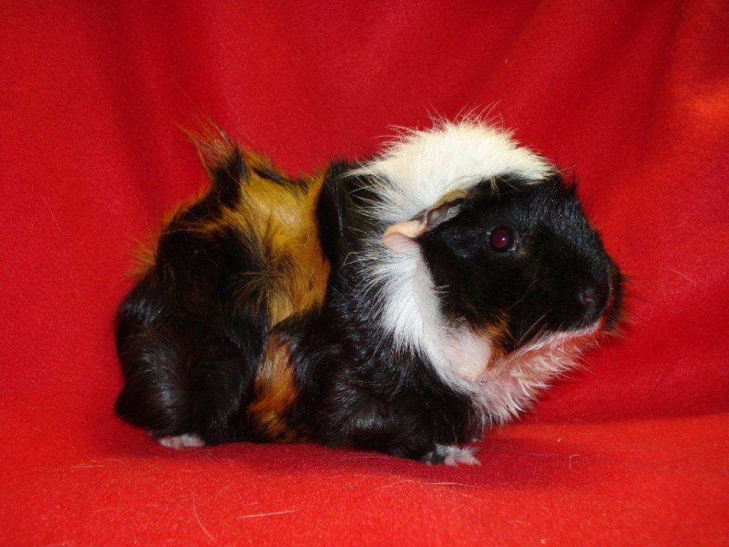Notstation: Notmeerschweinchen-deutschland - Nagetiere - Duisburg