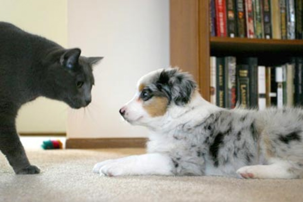 Australian Shepherd Welpe - Hunde - Kiel