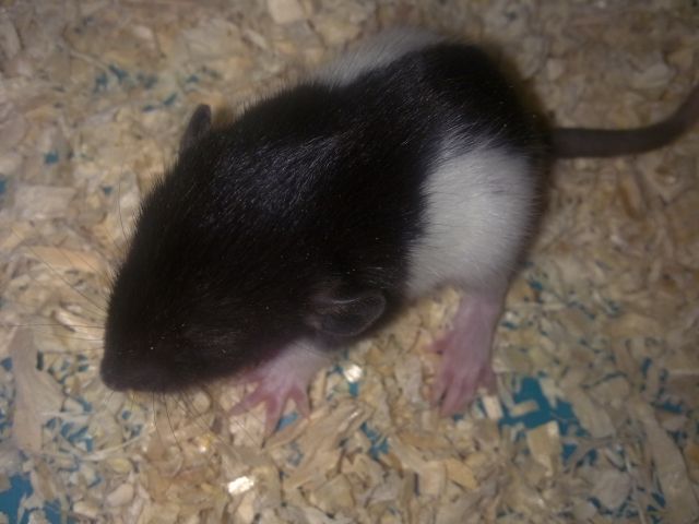 Jungratten von Privat - Ratten - plüderhausen