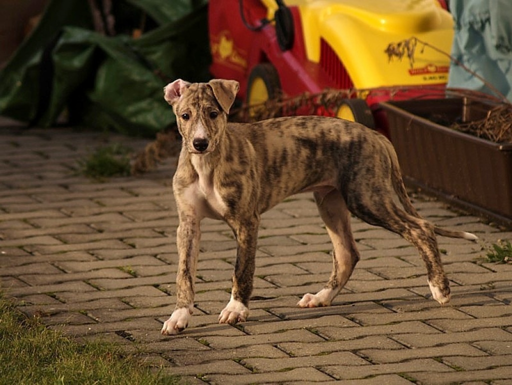 Windhund-Mischlingswelpen - Hunde - Geltendorf