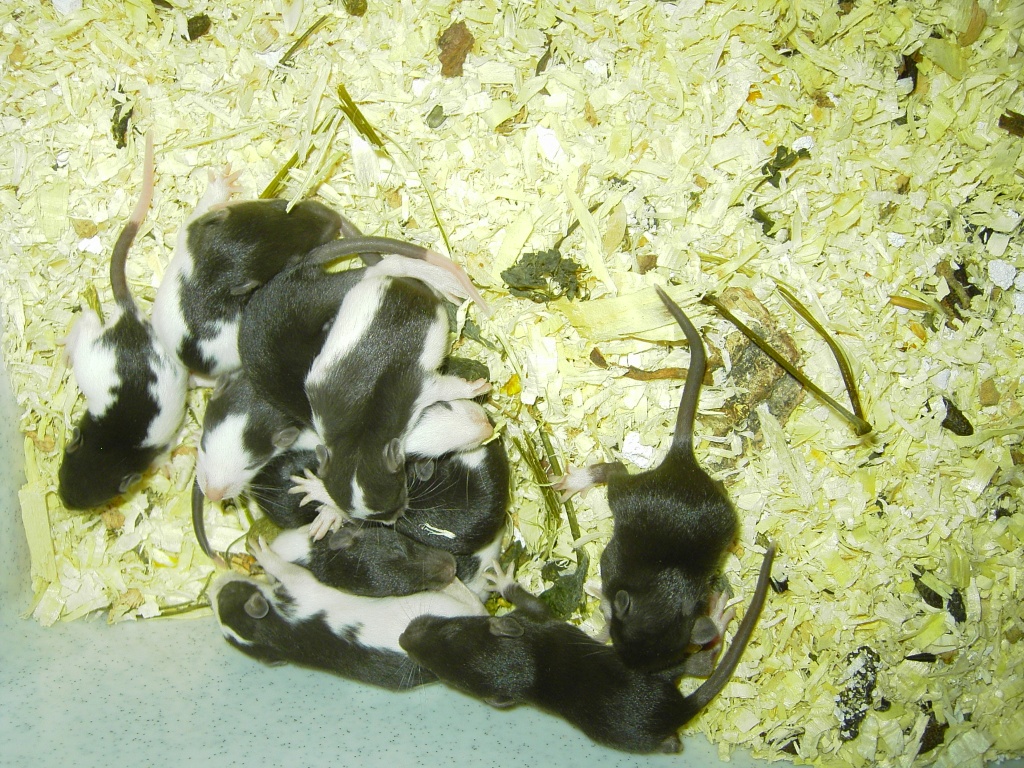 Rattenbabys - Nagetiere - Rosbach