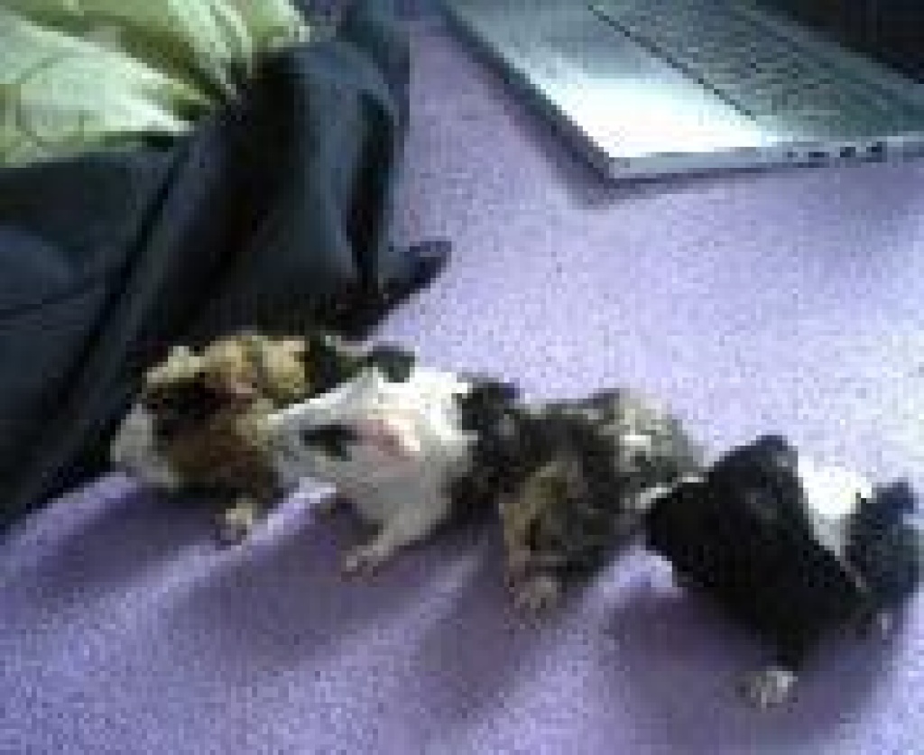 Meerschweinchen zu verschenken - Tierboersen - Hechingen