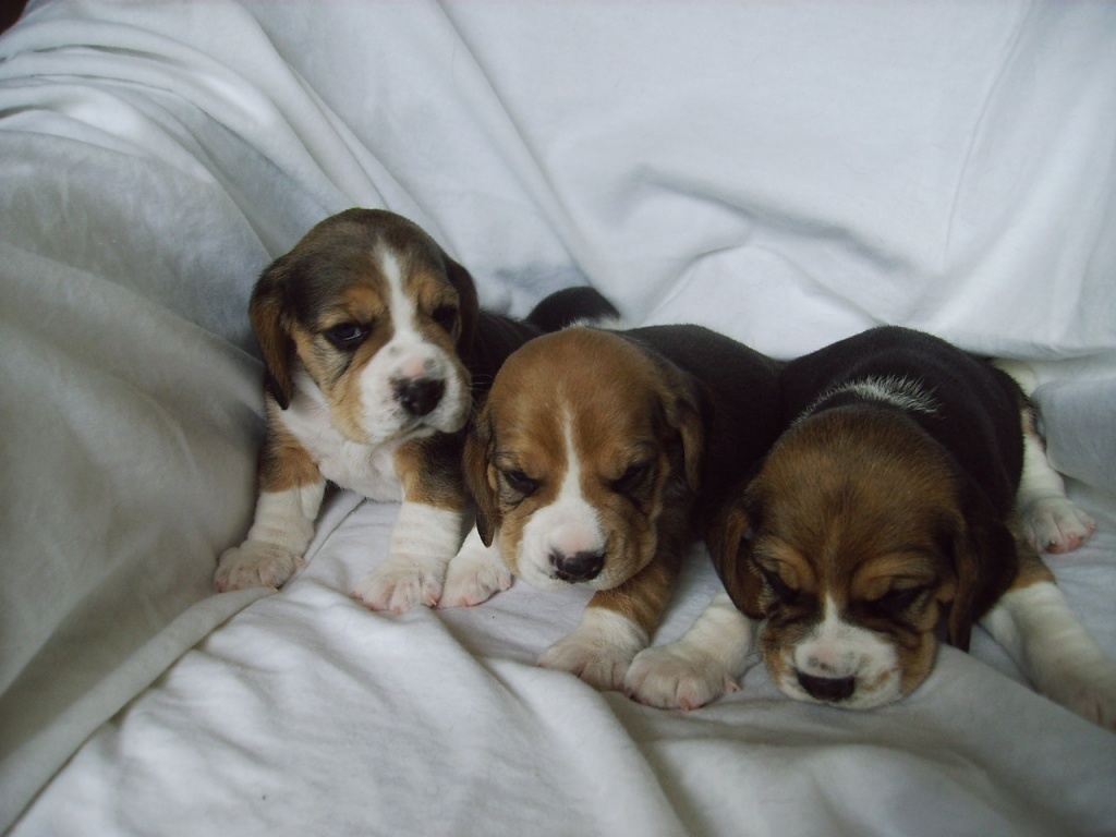 Beagles of the Jolly Kids - Hunde - Bochum