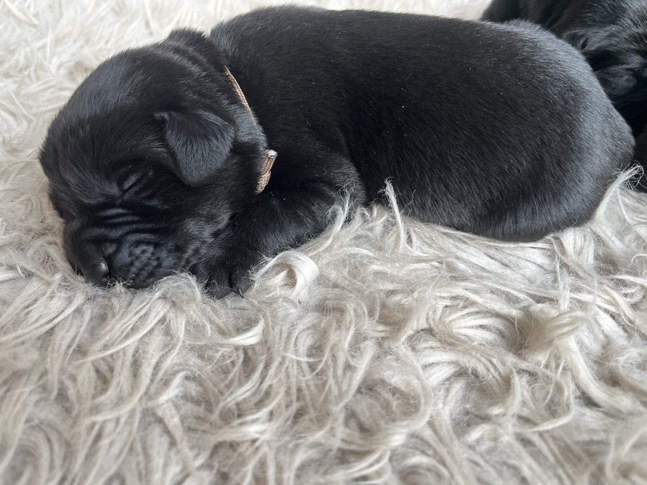 Labrador Welpen schwarz - Hunde - Greven 
