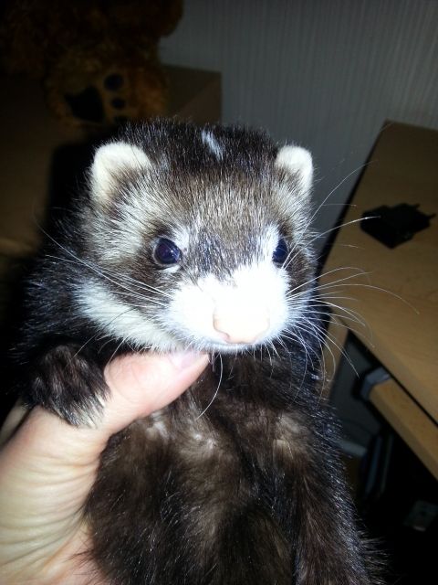 Verkaufe 1 Süße Frettchendame! - Frettchen - Iserlohn