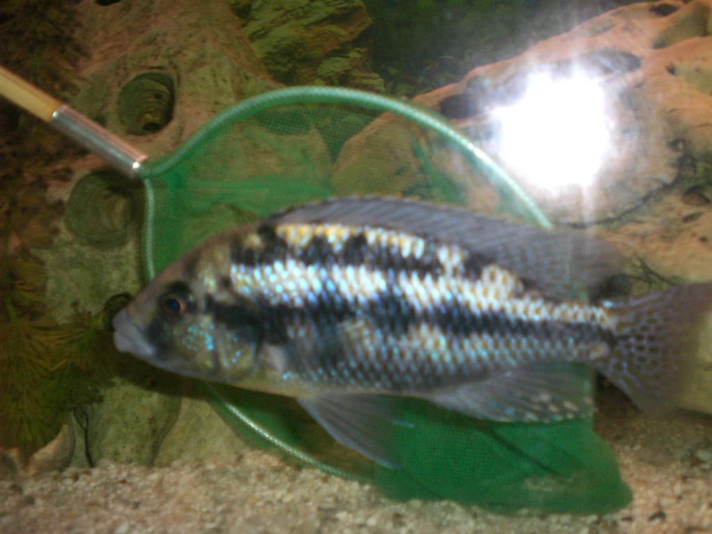 !!!!!!!! BARSCH !!!!!!!! - Fische - Heilsbronn