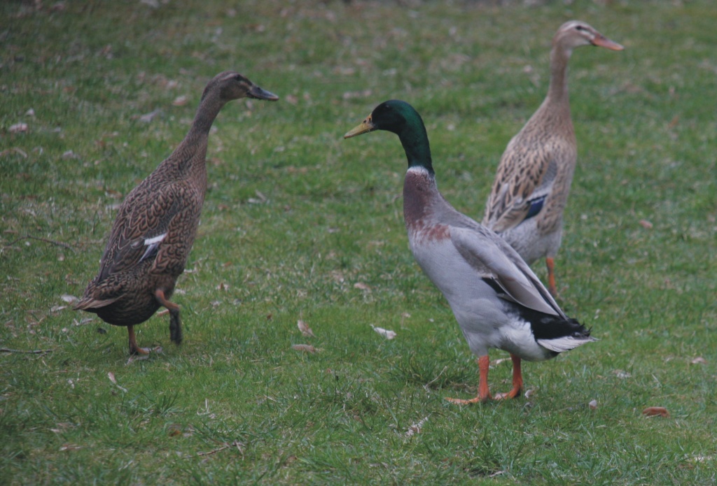3 junge gesunde indische Laufenten aus Naturbrut (1 Erpel + 2 Enten) zu verkaufe - Nutztiere - 97280 Remlingen bei Würzburg