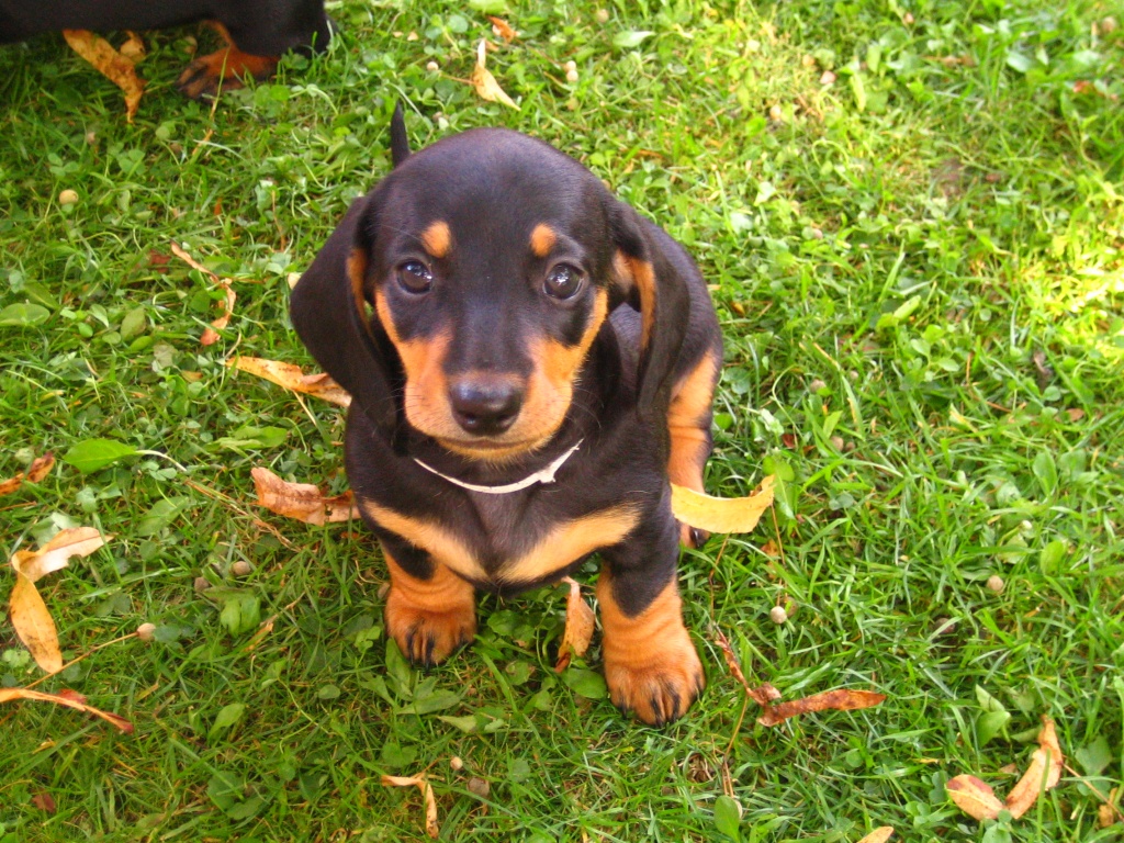 Das bayrische Original! - Hunde - Hausen