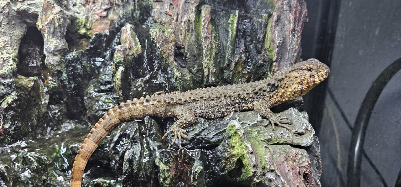 Shinis/Krokodilhöckerschwanzechsen - Reptilien - Radevormwald