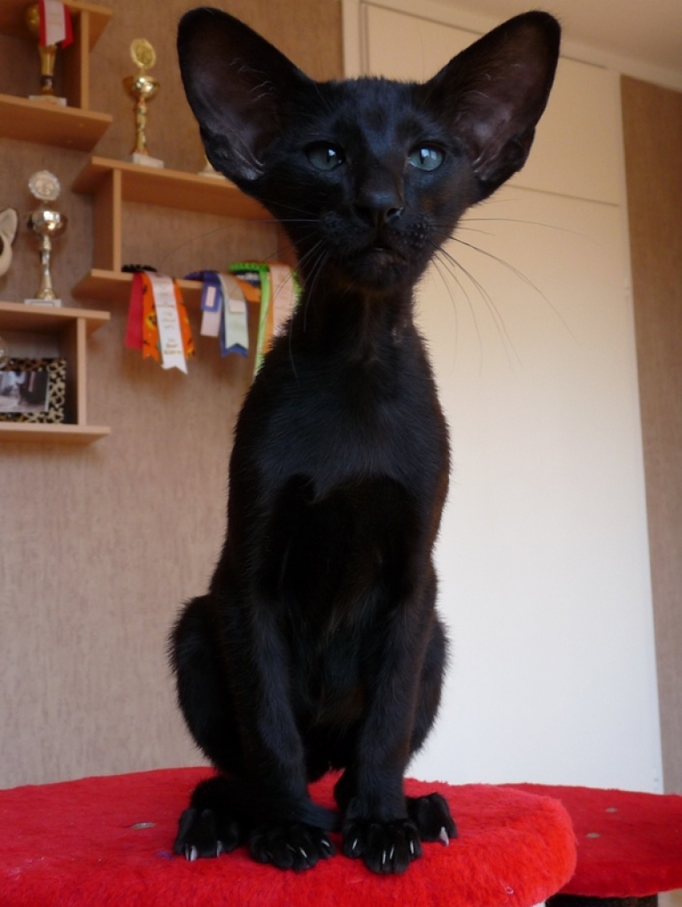 Orientalisch Kurzhaar Kitten - Katzen - Celle