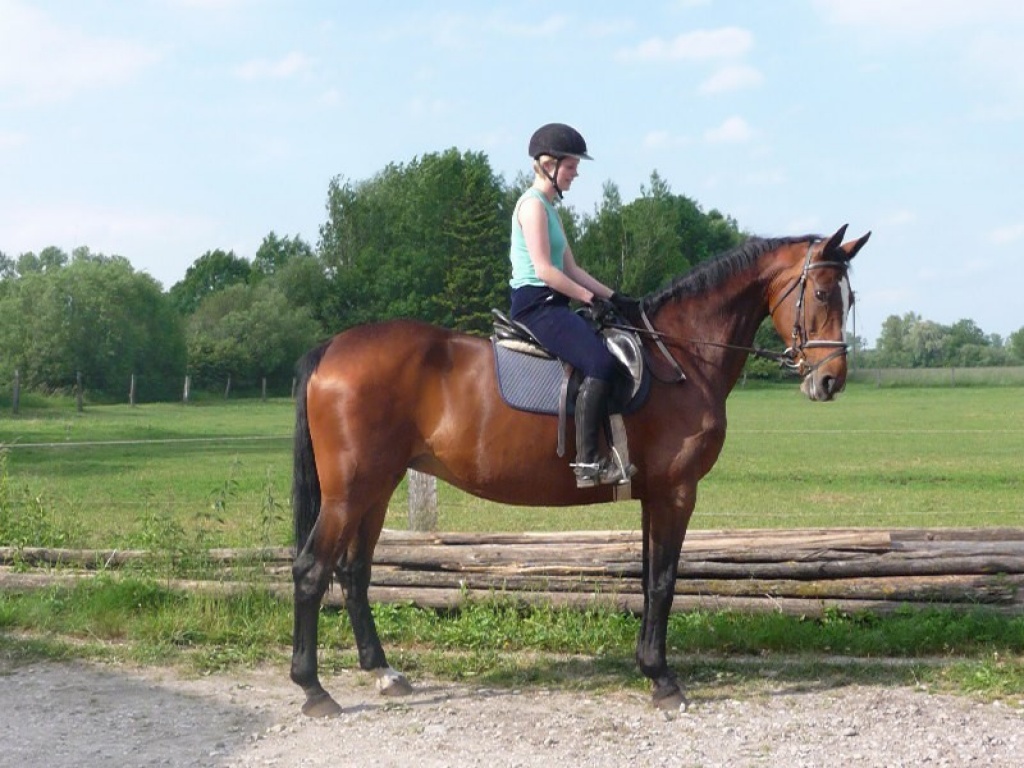 Individueller Reitunterricht in Privatstall - Reitunterricht - Neufahrn bei Freising