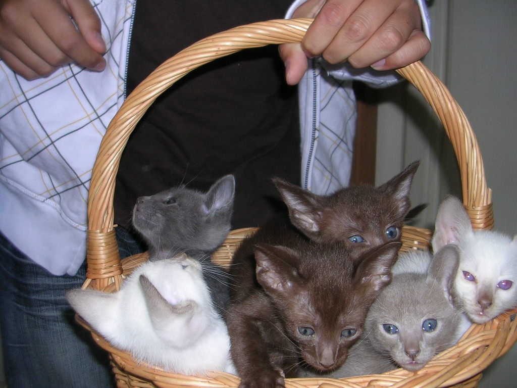 Schmusender Dosenöffner gesucht!! - Katzen - Klinken