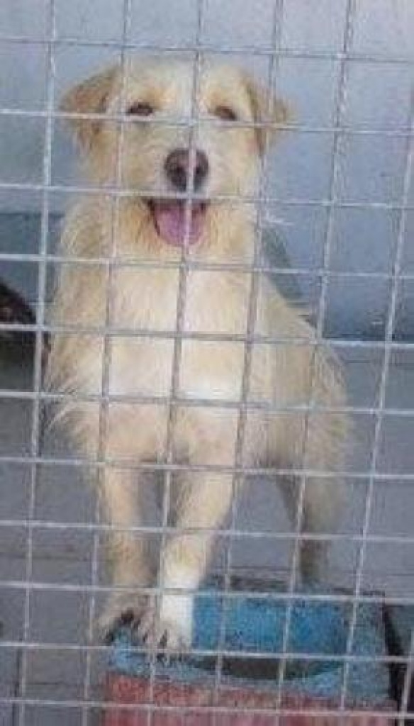 Richard sucht liebes zu Hause ! - Hunde - Frankfurt am Main