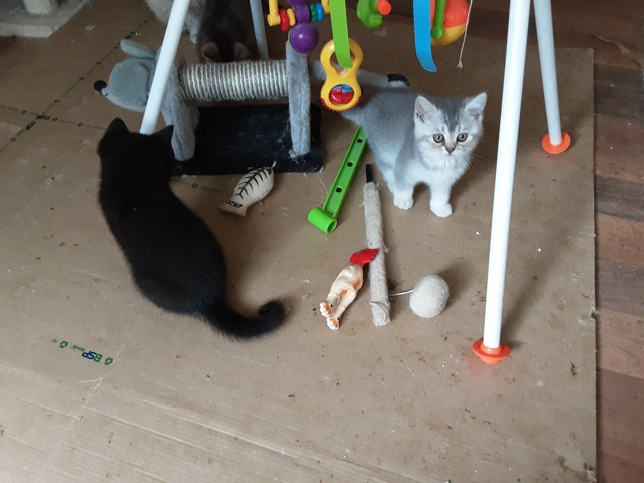 Reinrassige BKH Kitten sofort Abholbereit - Katzen - Windeck 