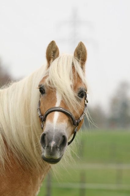Lebensversicherung auf 4 Beinen - Pferde - bonn