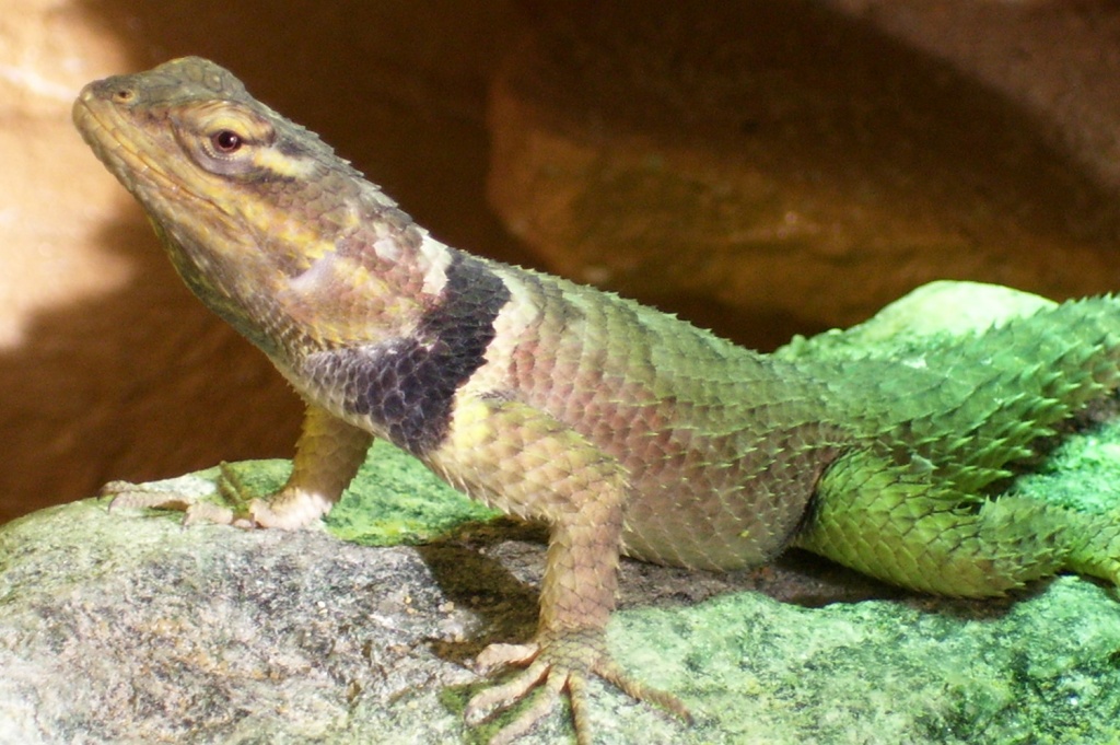 2 blaue Stachelleguane abzugeben - Reptilien - Teising