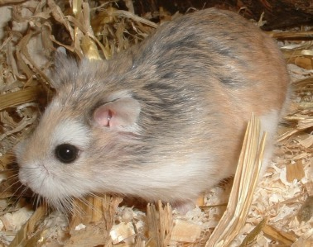 2 Süpersüße Zwerghamster Roborowski - Nagetiere - Hannover