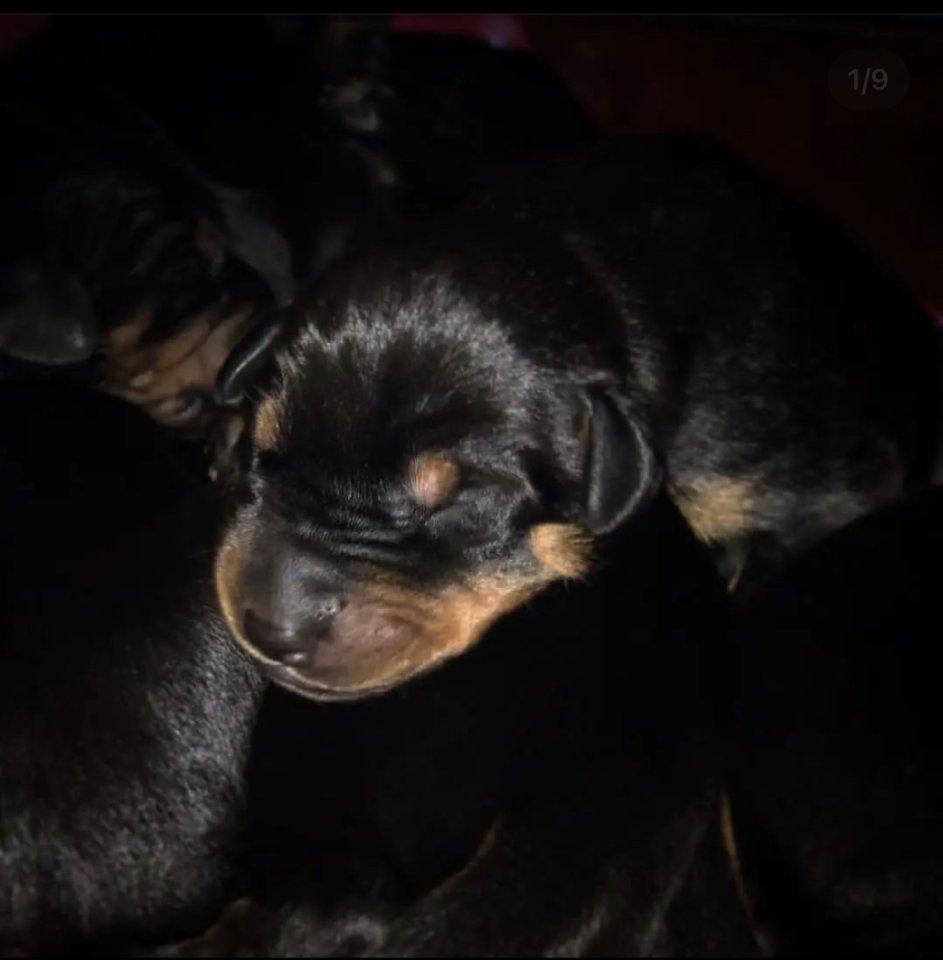 Reinrassige Dobermann Welpen - Hunde - Ingelheim