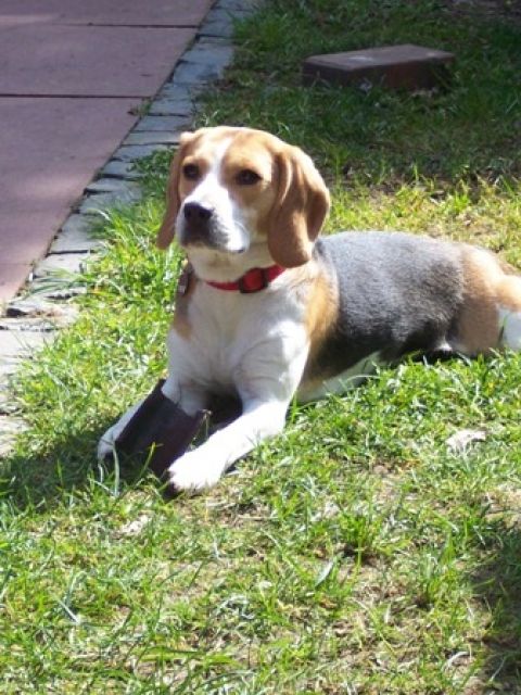 Wurfankündigung Beaglewelpen - Hunde - Bad Essen