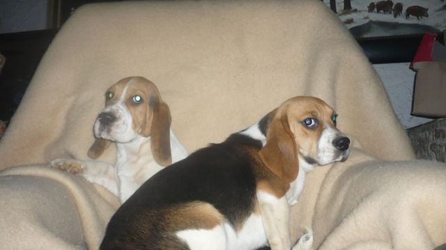 Traumhaft süße Beaglewelpen - Hunde - Gröst