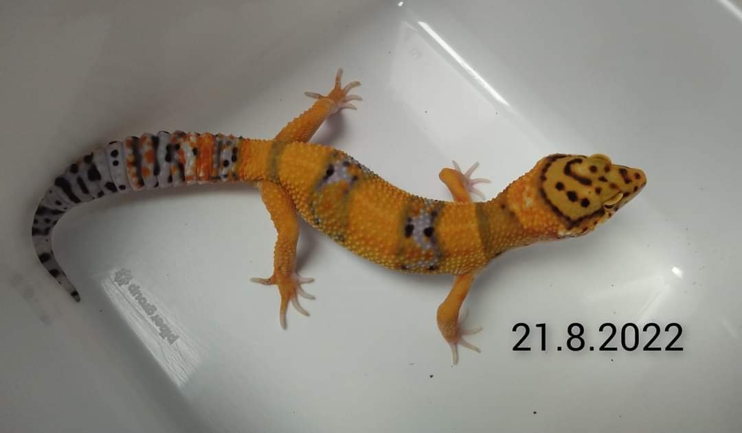 Leopardgecko Männchen, Blood x Bold Bandit - Reptilien - Weeze