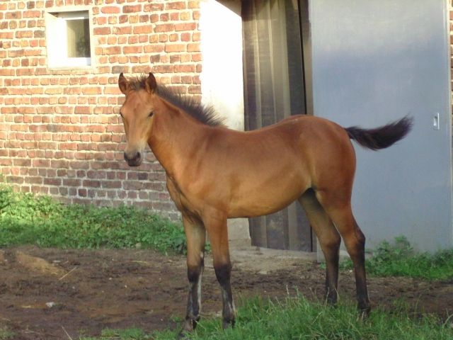 Jährlingsstute wegen auslandsaufenthalt zu verkaufen - Pferde - Titz