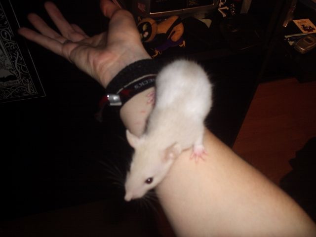 Zahme Rattenweibchen und Männchen  - Ratten - Ansbach