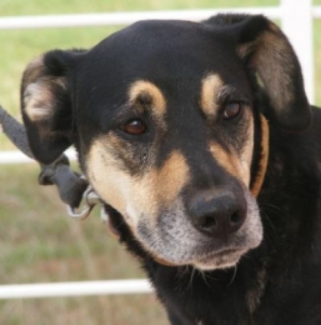 Nelia braucht etwas Zeit! - Hunde - Waldkirch