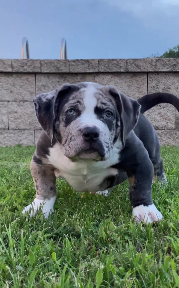 Wunderschöne reinrassige Amerikanische Pitbull -Welpen Männer und Frauen, 15 Woc - Hunde - Biberach an der Riß